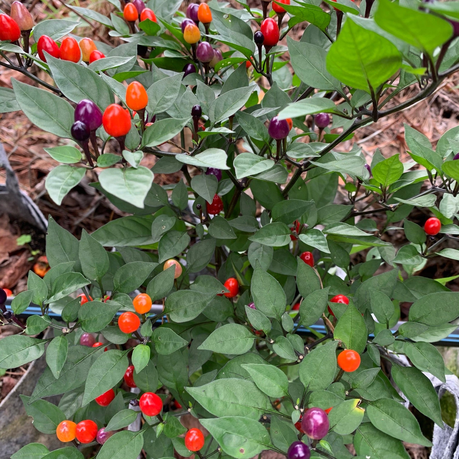 Girlyanda Hot Pepper Seeds