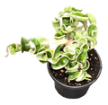 Hoya Hindu Rope Variegated 4 inch Grower Pot