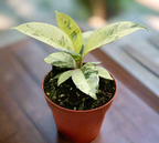 Tropical Moonshine Ficus 'Shivereana' Easy Care Indirect Sunlight Indoor Plant