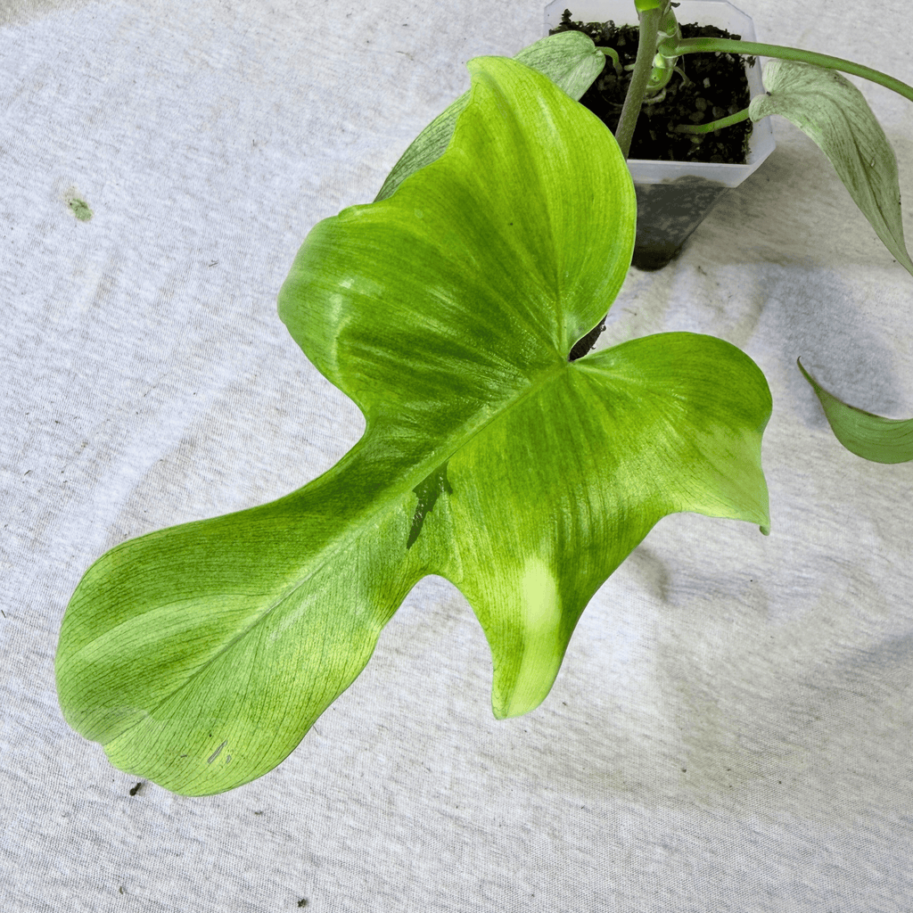 Philodendron Florida Ghost