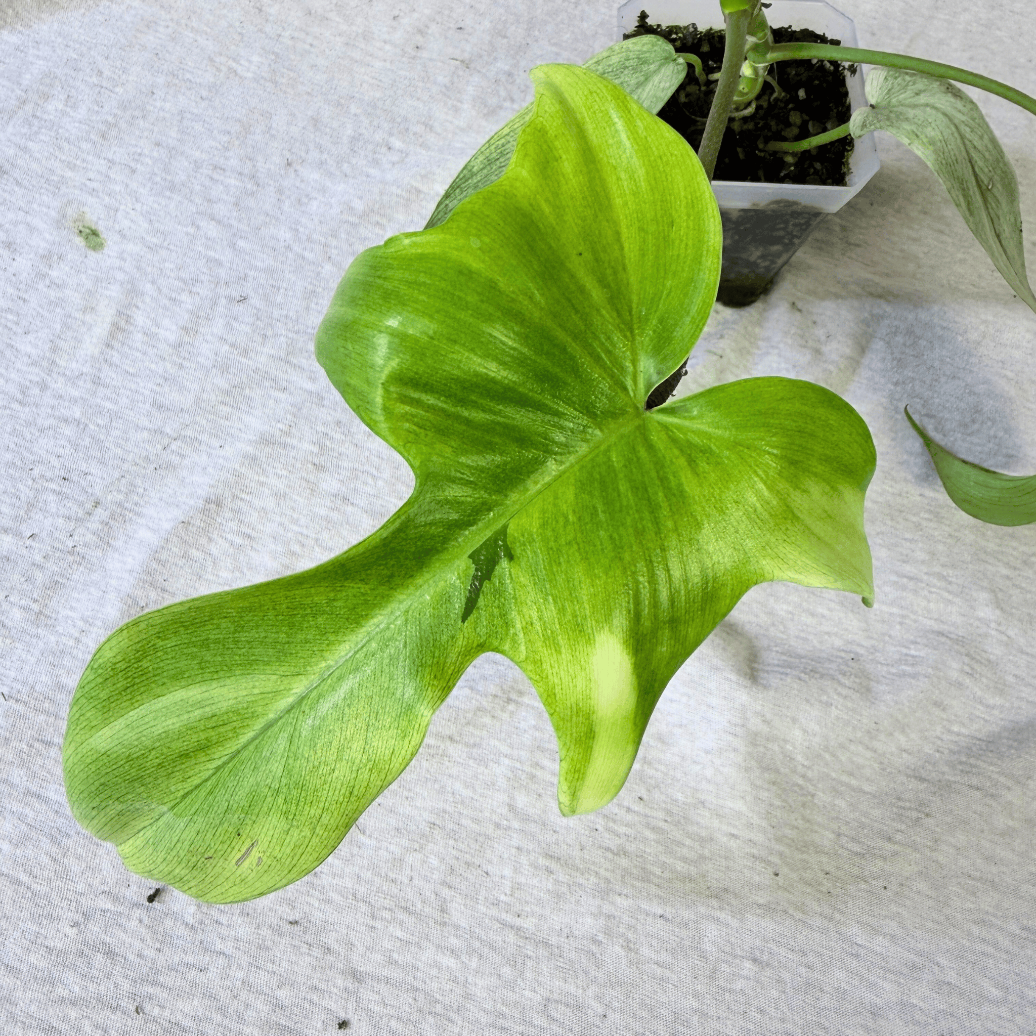 Philodendron Florida Ghost