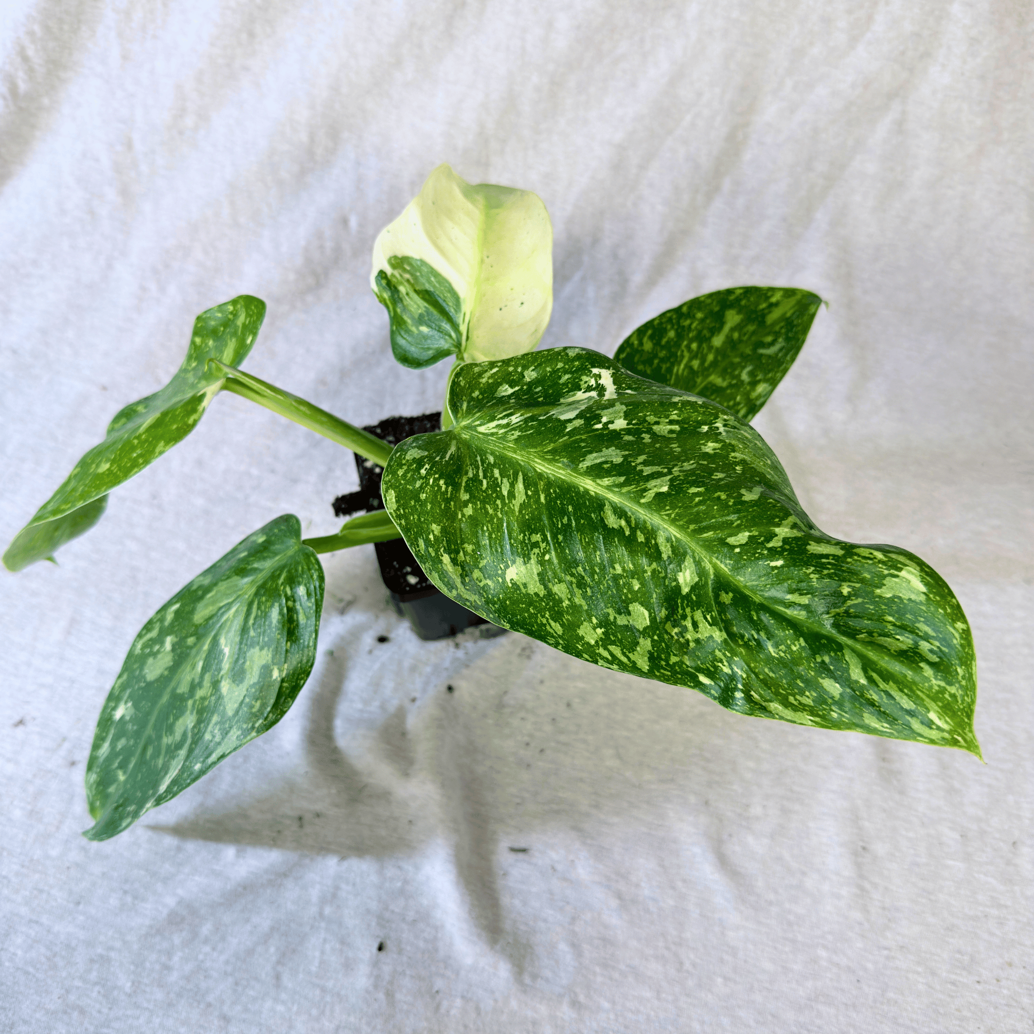 Philodendron Jose Buono