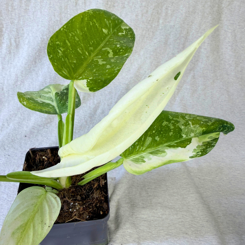 Philodendron Jose Buono