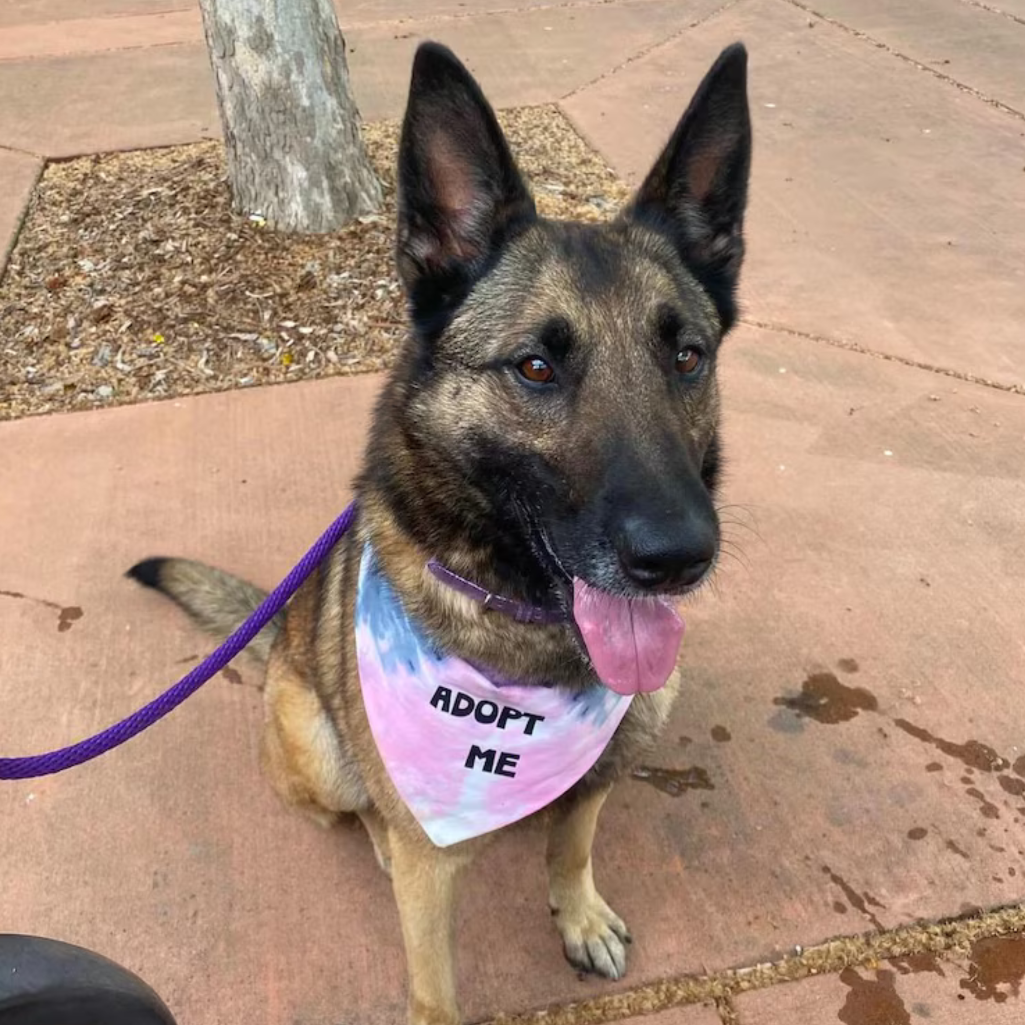 Adopt Me Tie Dye Dog Bandana – Personalization Available!