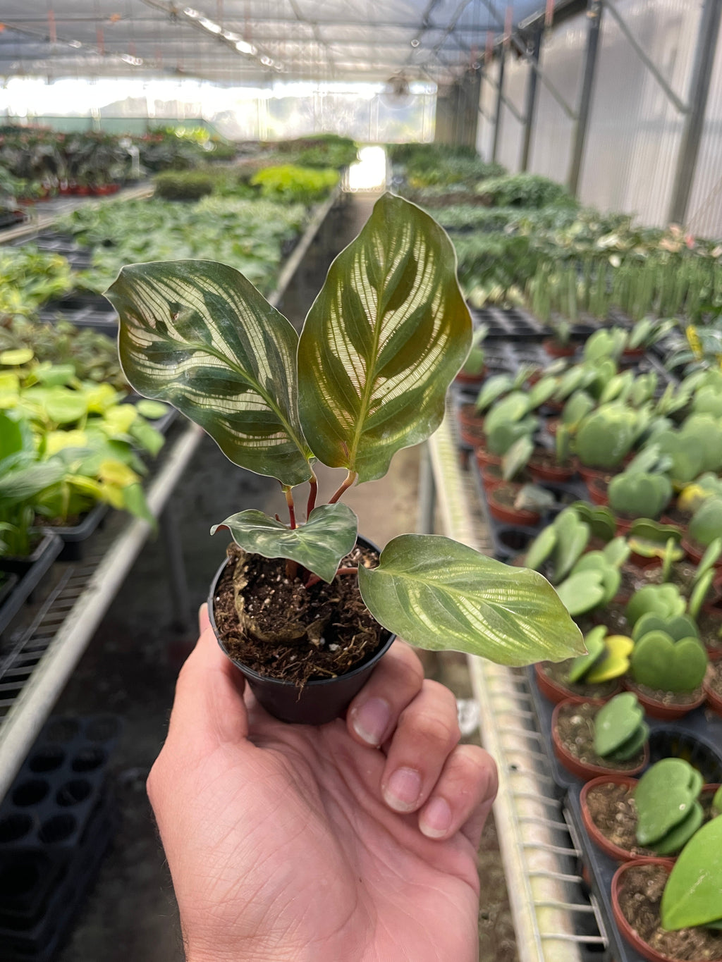 Calathea 'Makoyana' Plant