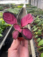 The CALATHEA Purple Rose Easy Care Potted House Plant