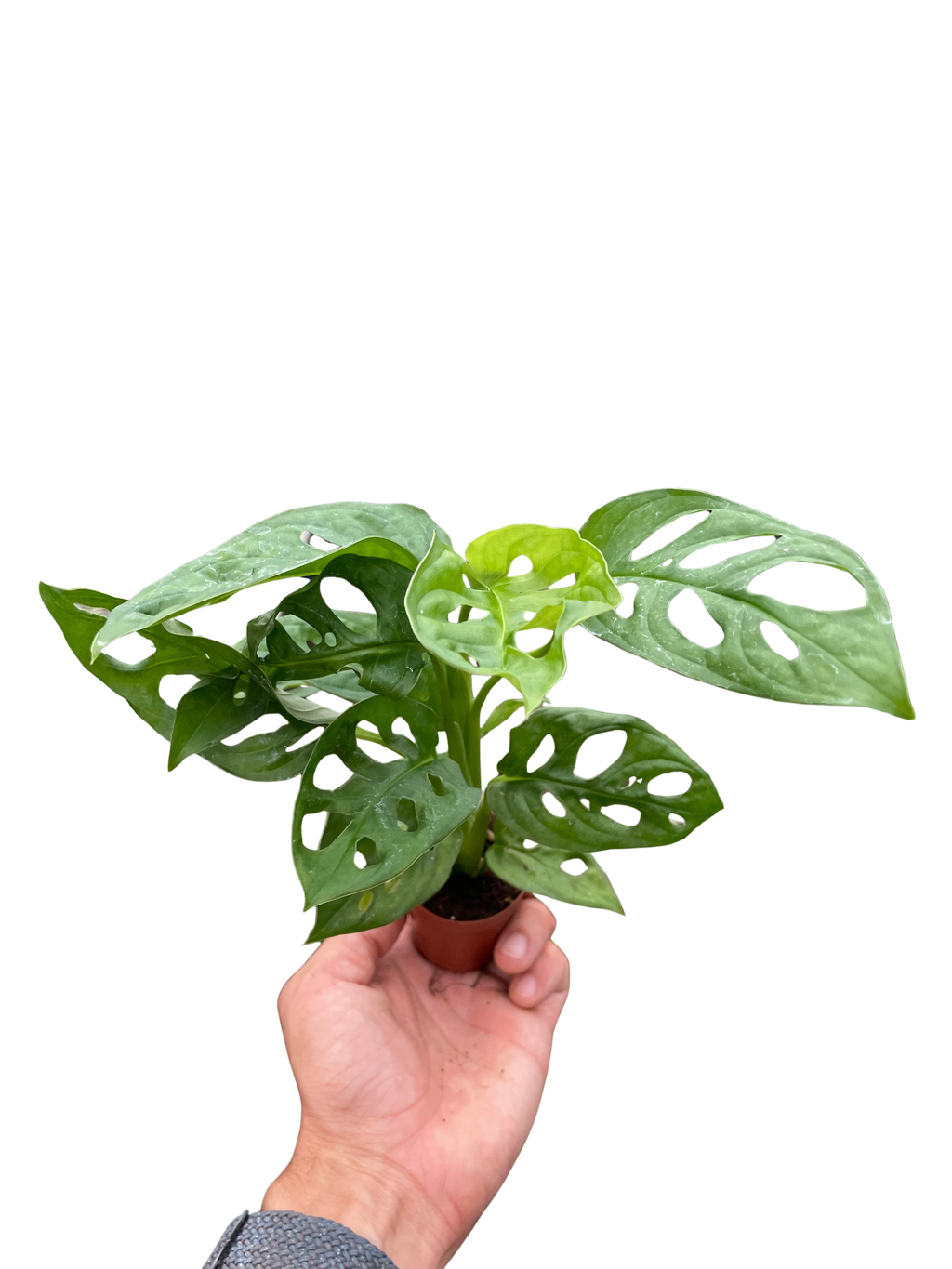 The SWISS CHEESE Monstera Adansonii Easy Care Potted House Plant
