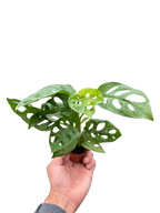 The SWISS CHEESE Monstera Adansonii Easy Care Potted House Plant