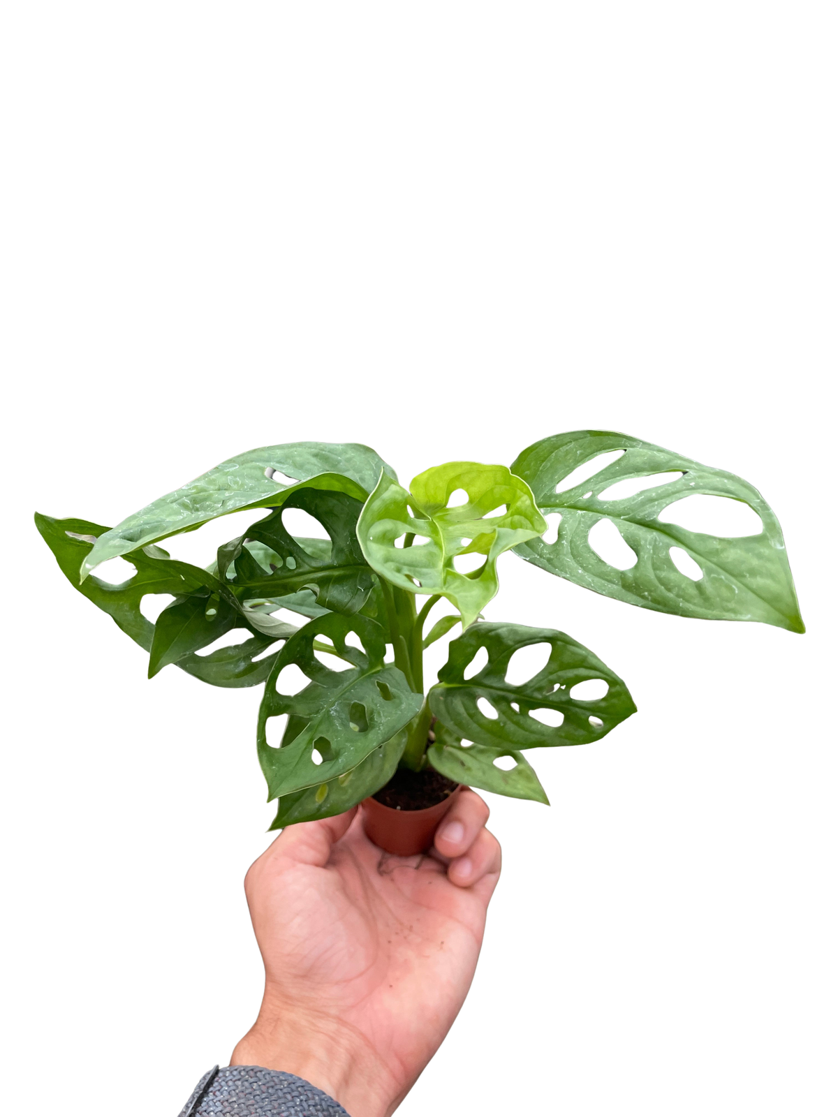 The SWISS CHEESE Monstera Adansonii Easy Care Potted House Plant