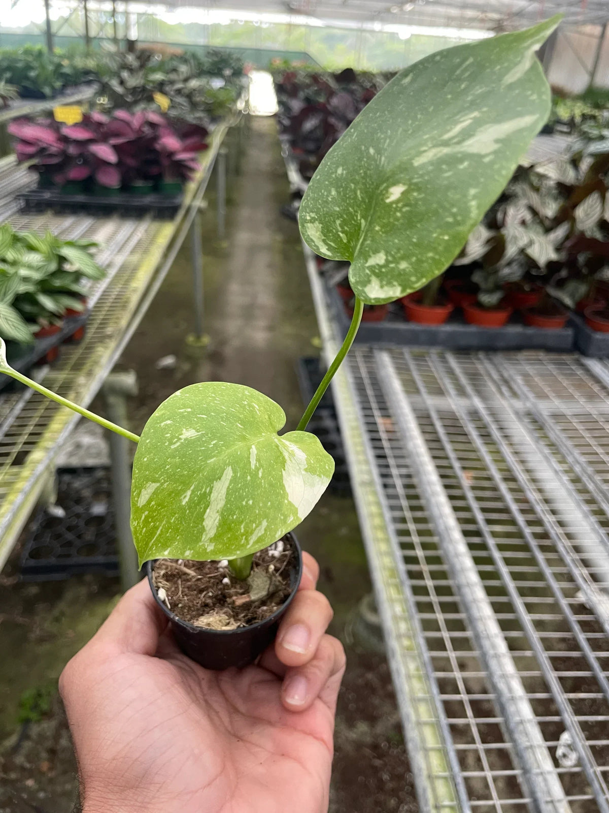 The THAI CONSTELLATION Monstera Easy Care Fast-Growing Plant