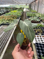 RARE Philodendron Gloriosum 'Zebra' Live Potted Plant