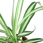 The REVERSE Spider Plant Easy-Care House Plant