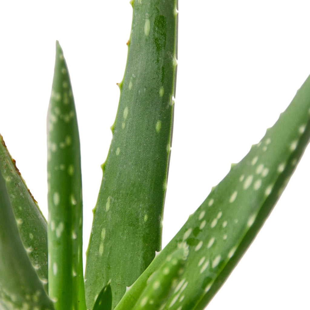 The SUCCULENT Aloe Vera House Plant
