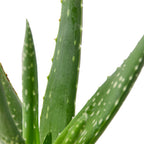 The SUCCULENT Aloe Vera House Plant