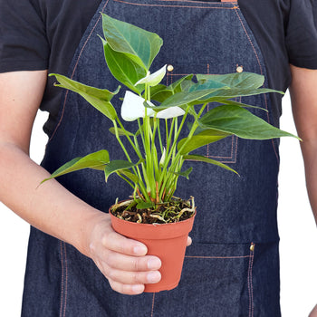 Anthurium 'White' Tropical Plant