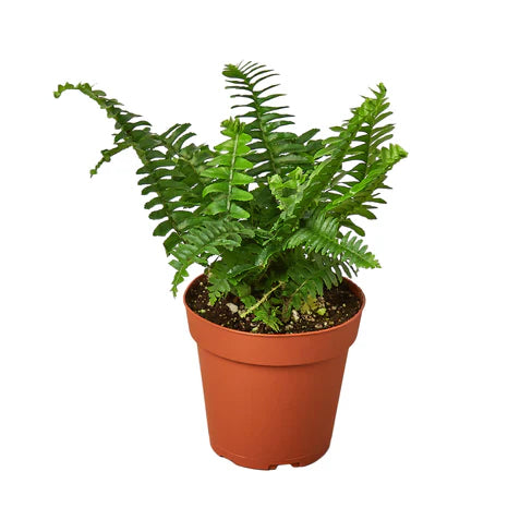 Jester's Crown Fern (Boston Fern) Pet-Safe Easy-Care Potted House Plant