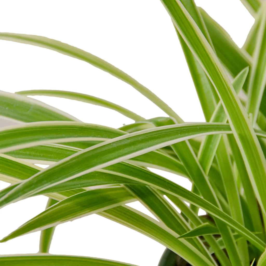 The REVERSE Spider Plant Easy-Care House Plant