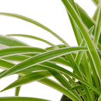 The REVERSE Spider Plant Easy-Care House Plant