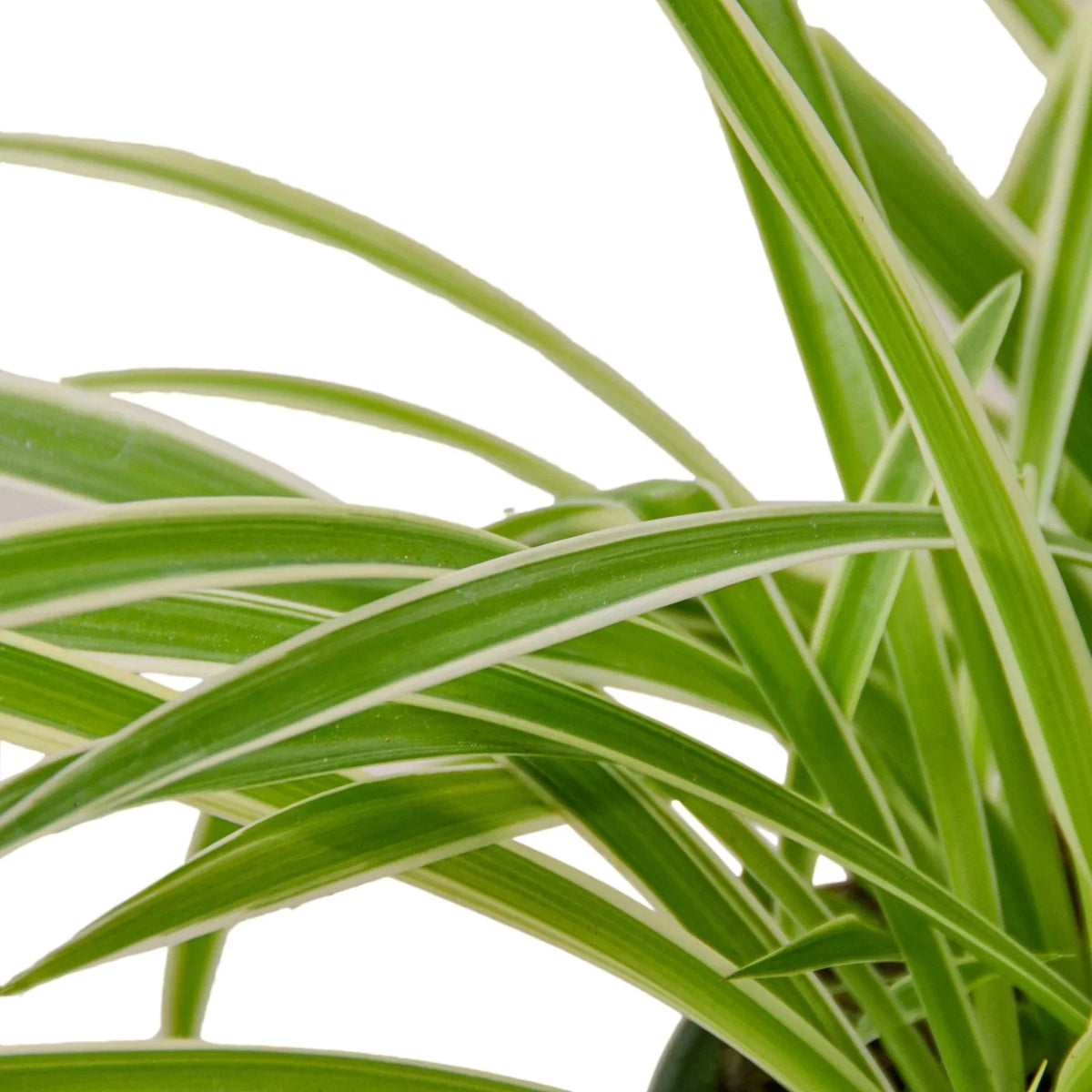 The REVERSE Spider Plant Easy-Care House Plant