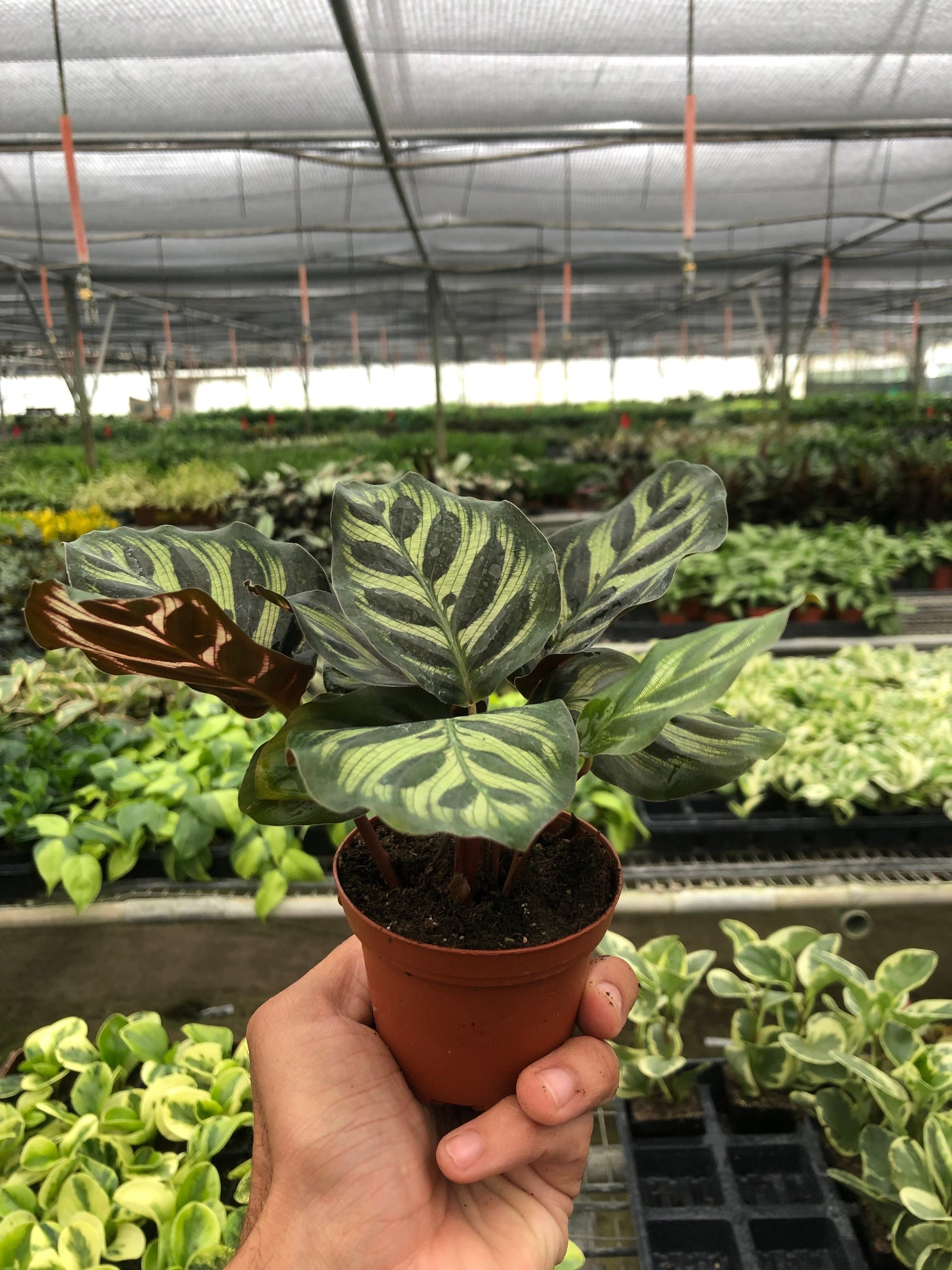 Calathea 'Makoyana' Plant