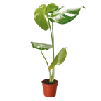 The THAI CONSTELLATION Monstera Easy Care Fast-Growing Plant