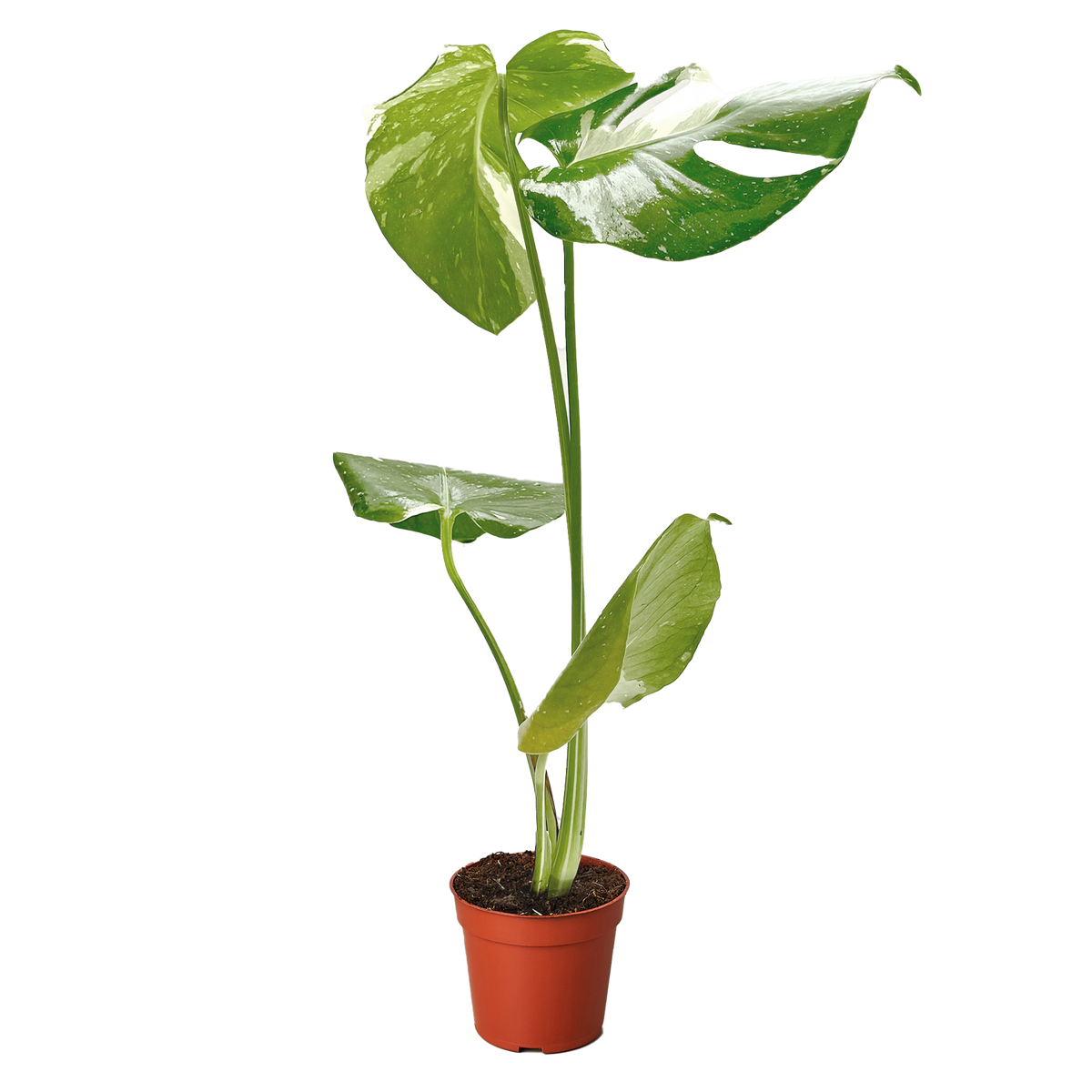 The THAI CONSTELLATION Monstera Easy Care Fast-Growing Plant