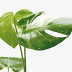 The THAI CONSTELLATION Monstera Easy Care Fast-Growing Plant