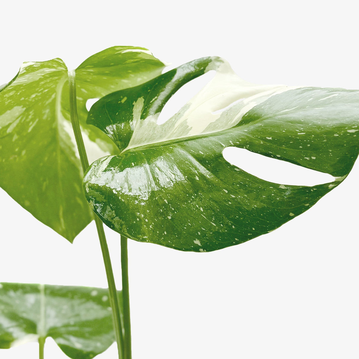 The THAI CONSTELLATION Monstera Easy Care Fast-Growing Plant