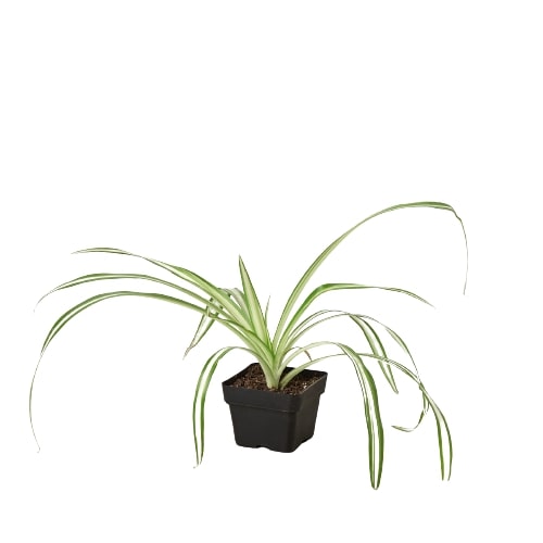 The REVERSE Spider Plant Easy-Care House Plant