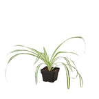 The REVERSE Spider Plant Easy-Care House Plant