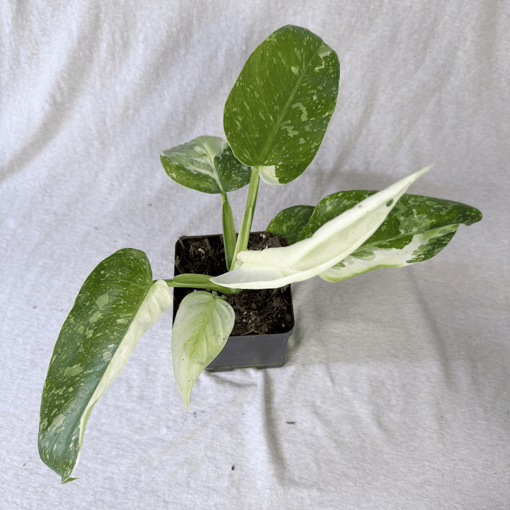 Philodendron Florida Ghost