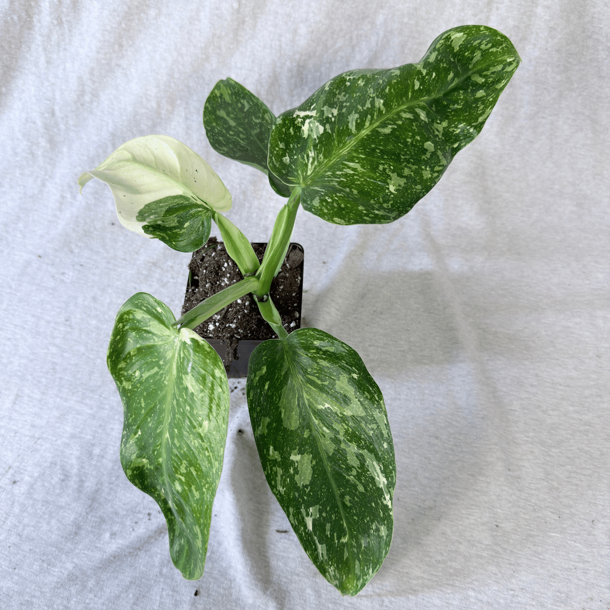 Philodendron Jose Buono