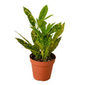 Croton 'Gold Dust' Medium – for Intermediate to Advanced Gardeners