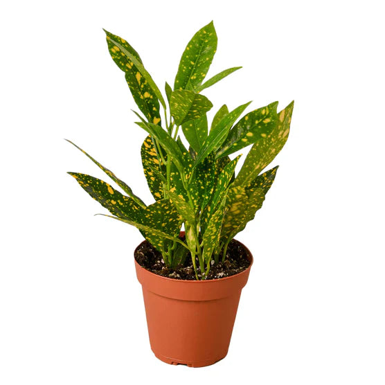 Croton 'Gold Dust' Medium – for Intermediate to Advanced Gardeners