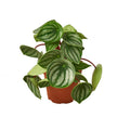 The Peperomia WATERMELON - 4" Nursery Pot