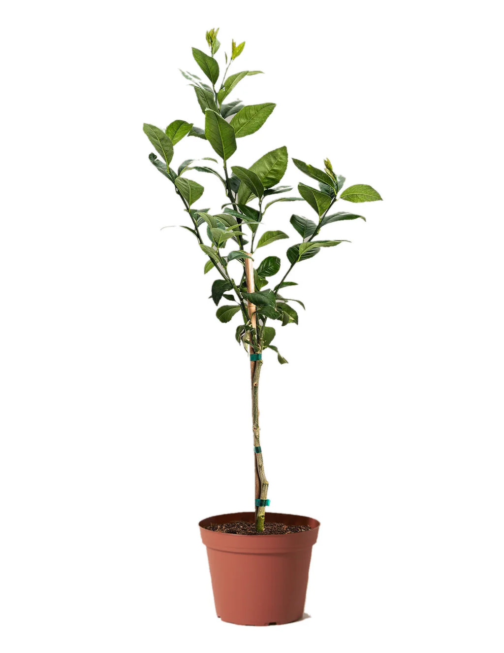 The ZESTY Improved Meyer Lemon Low-Maintenance Fruit Tree