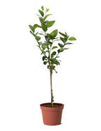 The ZESTY Improved Meyer Lemon Low-Maintenance Fruit Tree