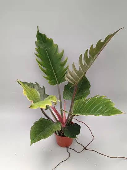 Philodendron Pluto