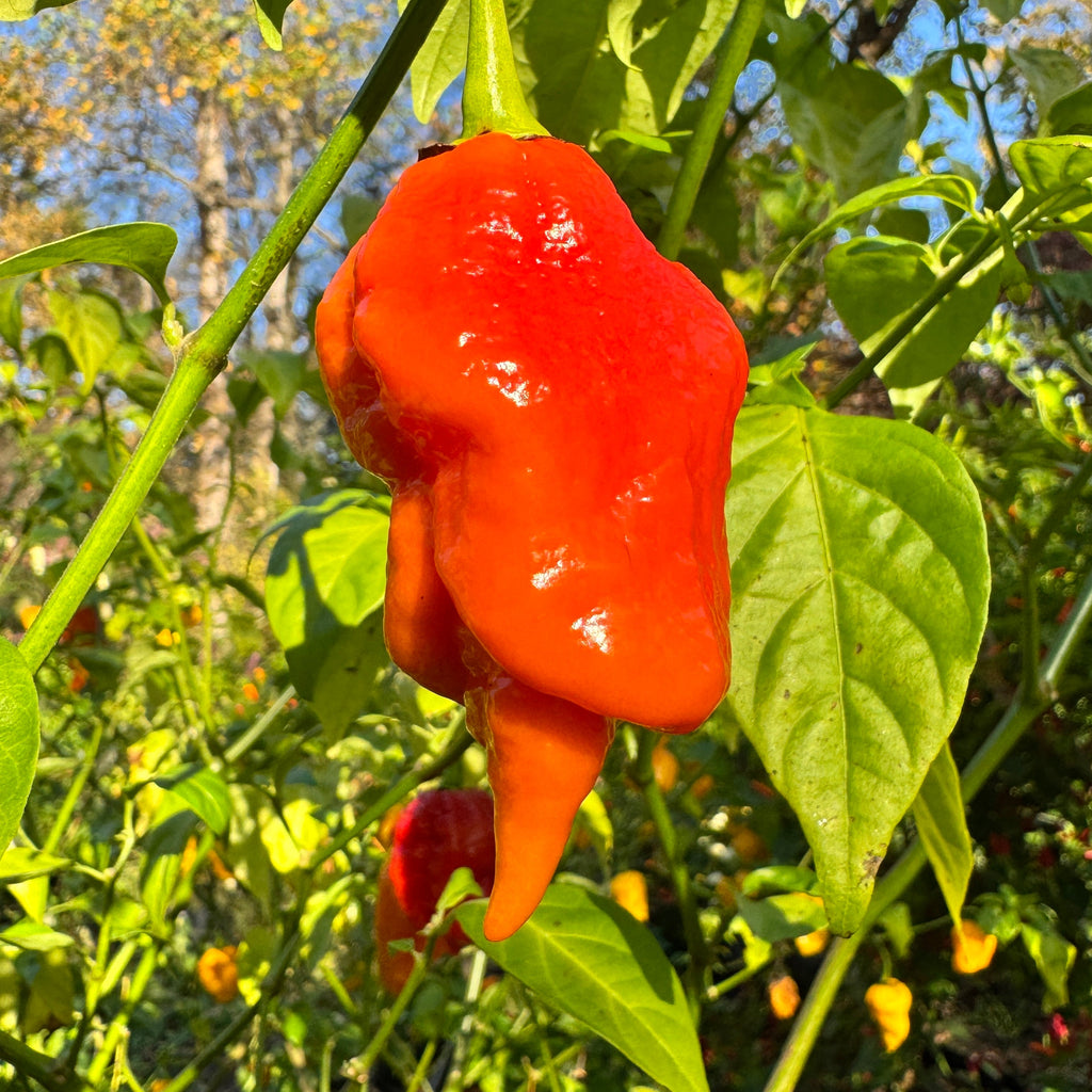 Jigtali Red Super Hot Pepper Plant Seeds