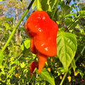 Jigtali Red Super Hot Pepper Plant Seeds