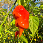 Jigtali Red Super Hot Pepper Plant Seeds