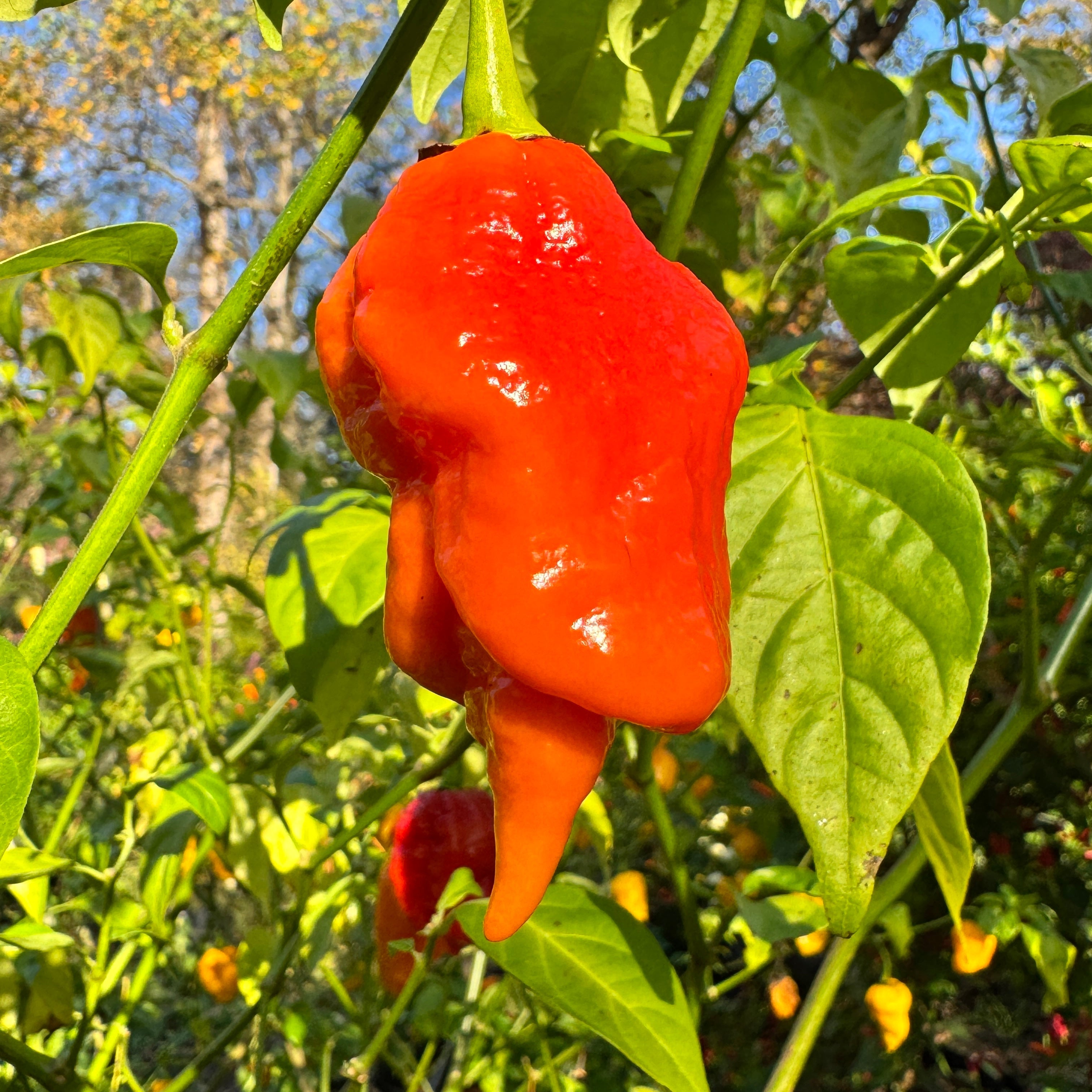 Jigtali Red Super Hot Pepper Plant Seeds