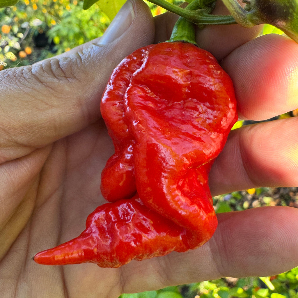 Jigtali Red Super Hot Pepper Plant Seeds