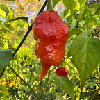 Jigtali Red Super Hot Pepper Plant Seeds