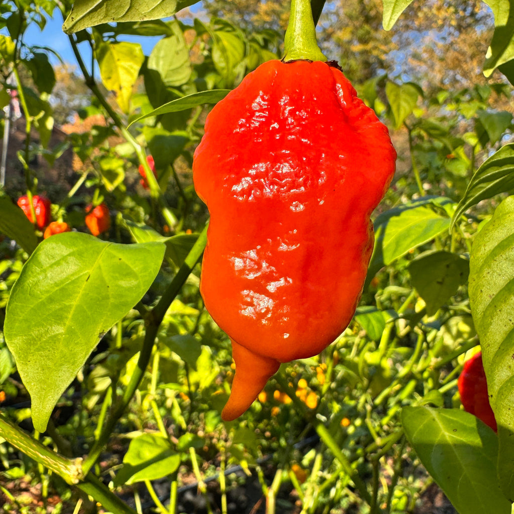 Jigtali Red Super Hot Pepper Plant Seeds