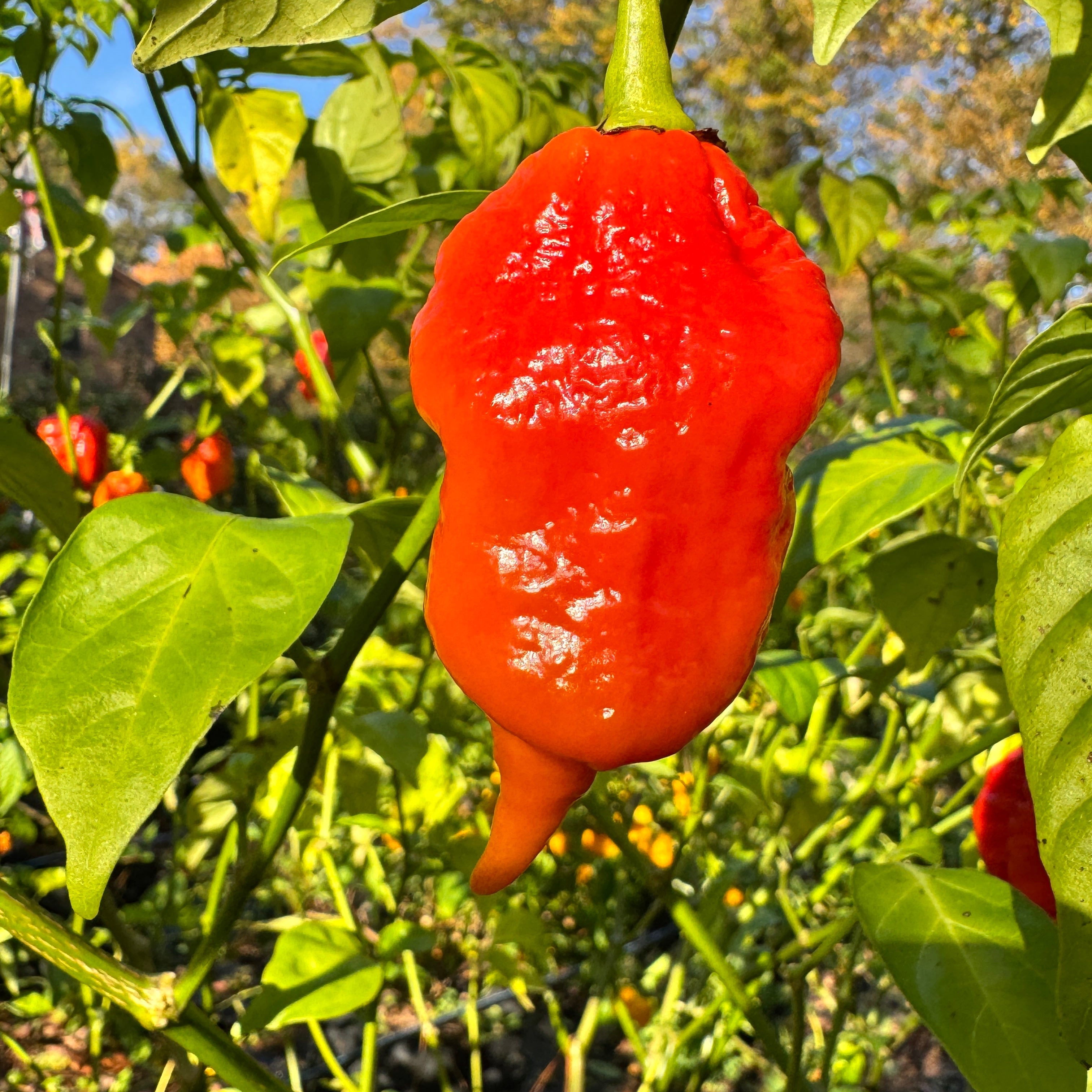 Jigtali Red Super Hot Pepper Plant Seeds