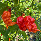 Jigtali Red Super Hot Pepper Plant Seeds