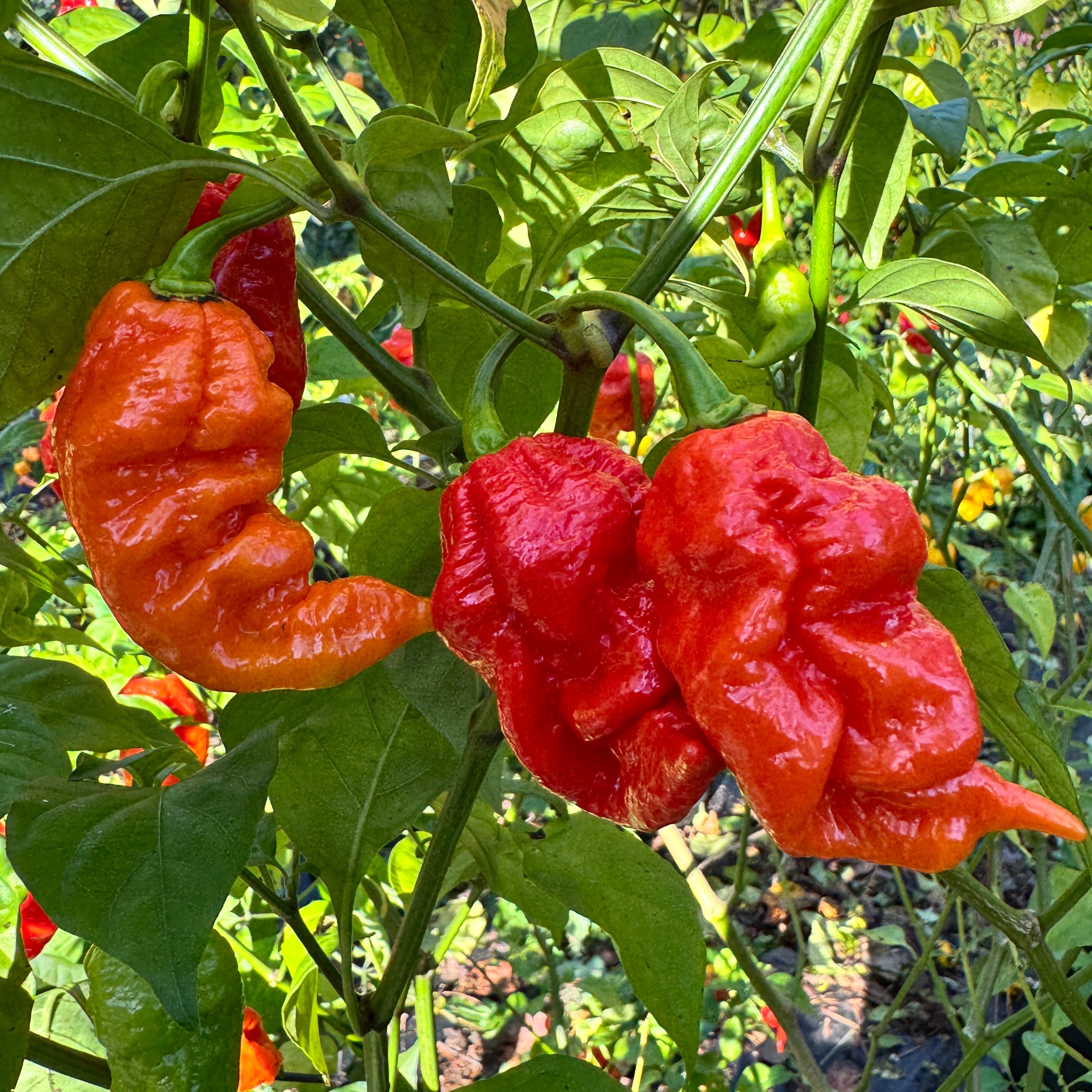 Jigtali Red Super Hot Pepper Plant Seeds