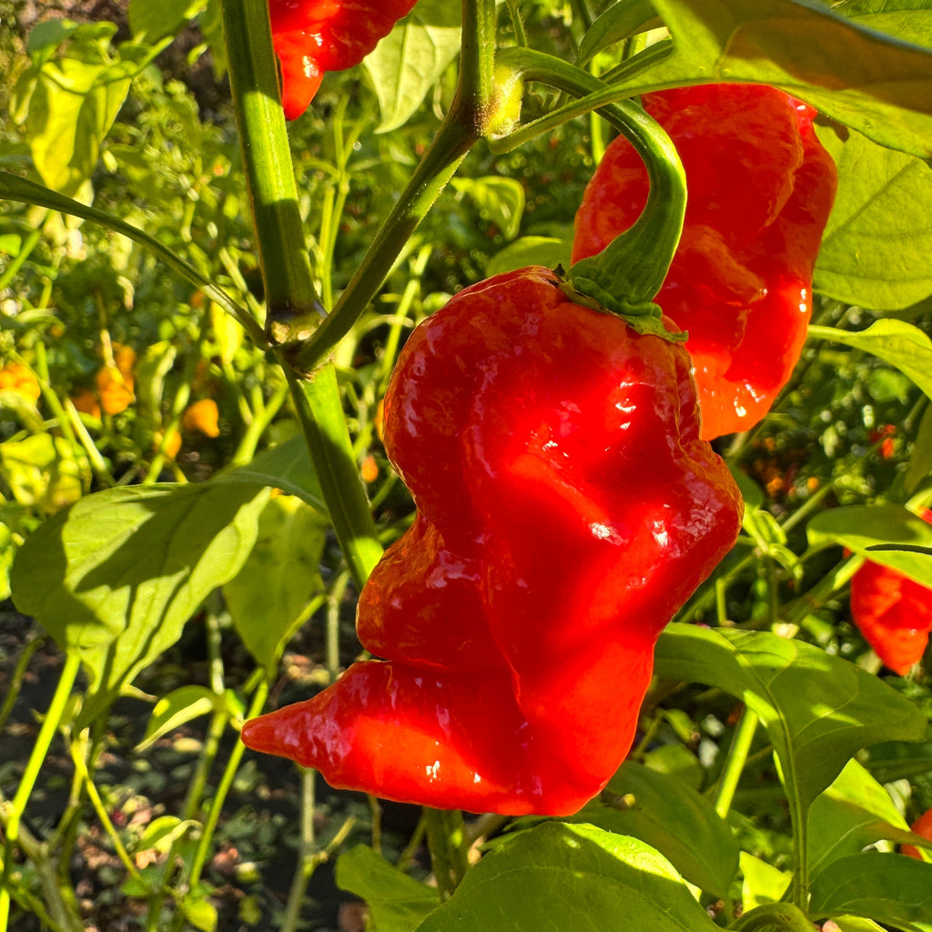 Jigtali Red Super Hot Pepper Plant Seeds