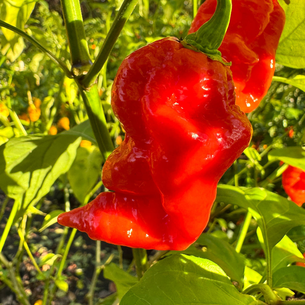 Jigtali Red Super Hot Pepper Plant Seeds